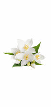 Load image into Gallery viewer, hos n.004 eau de parfum 2.5oz for mens - alwaysspecialgifts.com